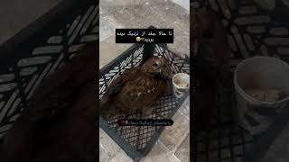 باچشم های قشنگش ازم کمک میخواد  غذا رسانی  کمک  گربه  هاپو  نزهه  البرزخ  حق زندگی   سمعها