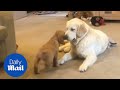 Adorable dog can't contain excitement when meeting new puppy