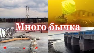 картинка: Вода падает. Появился бычек, мелкая плотва. Кормим. 17 -18 окт 25г. Запорожье
