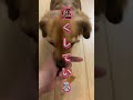 犬にこんな名前はつけるな！ #shorts
