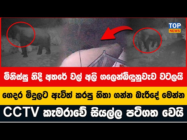 මිනිස්සු නිදි අතරේ වල් අලි ගලෙන්බිඳුනුවැව වටලයි - ගෙදර මිදුලට ඇවිත් කරපු හිතා ගන්න බැරිදේ මෙන්න