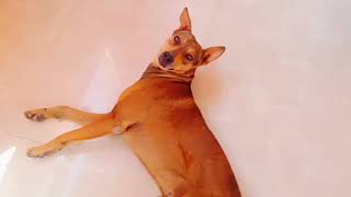 MY PET 🐶Dog🐶 :- "LOOPER" | SHEHZAD AHMED 📽️VIDEO📽️ | ||👉@MARSHMELLO👈|| #MARSHMELLO