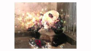 Sneezing Panda... EXPLODING!.mp4