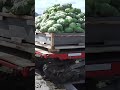 Yanmar vegetable work truck nc16 series shorts agrimachinery