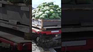 YANMAR Vegetable Work Truck NC16 series #shorts #agrimachinery