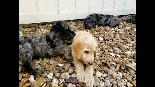 Labradoodle Puppies by CutePuppiesVideos 26 views 1 year ago 5 seconds