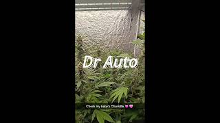 Dr Auto