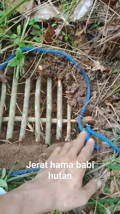 Jerat babi hutan atau jipah tradisonal #jeratbabi #jerat #babihutan #pig #trap #pig