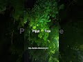 pipal tree 🌳 #banglorediaries #explorenow #explorenow #rawnature #asmrreels #parrot #reelsindia
