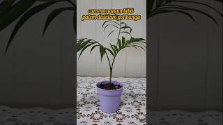 Download Lagu cara menanam bibit palem didalam pot bunga #PalemParlor #bamboopalm #tanamankekinian #tanamanhias MP3
