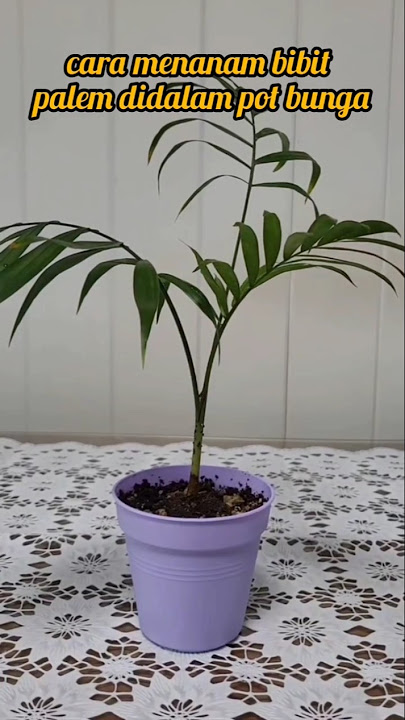 cara menanam bibit palem didalam pot bunga #PalemParlor #bamboopalm #tanamankekinian #tanamanhias