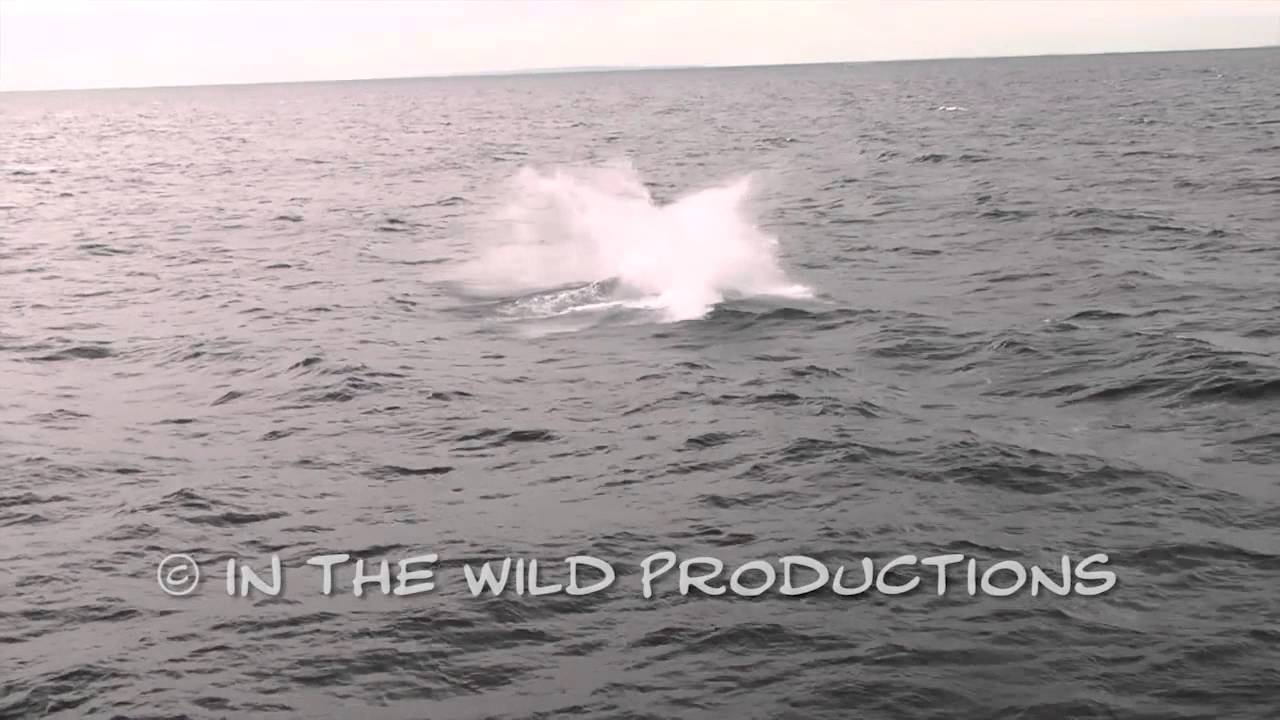 ITWP HD Breach Sample