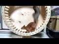 Бельчонок учится крутить колесо! 🤣🐿 Squirrel learns to spin the wheel