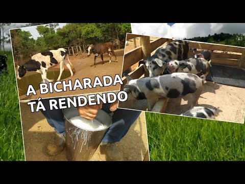 ROÇA NA VEIA