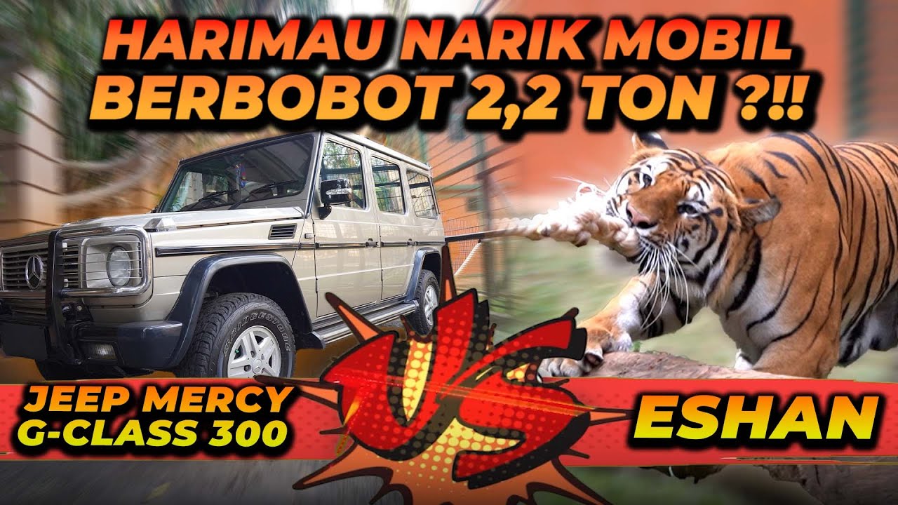 HARIMAU VS MOBIL !! APAKAH ESHAN KUAT UNTUK MENARIK MOBIL BOBOT 2.2 TON ? TIGER VS CAR