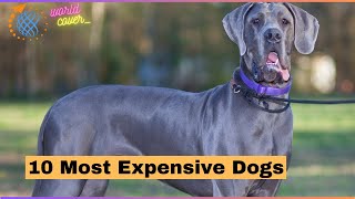 10 Most Expensive dog breeds in the world