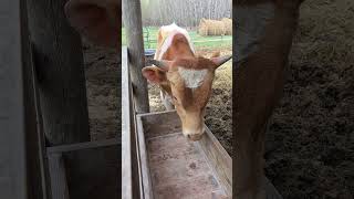 Today's project. keeping the bull calf contained.