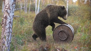 Медведь не верит своим глазам. Куда он попал? Медведь vs Бочка с лакомством!