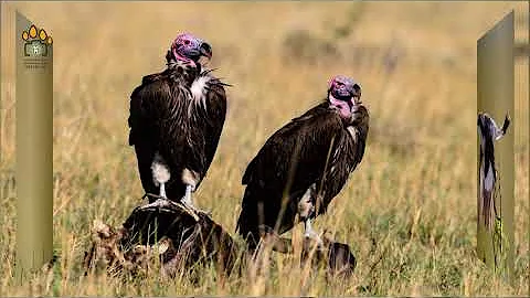 BIRDS OF MASAI MARA