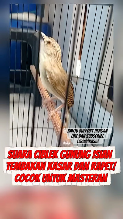 Suara Masteran Ciblek Gacor Tajam! Cocok untuk Burung Kicau Harian & Lomba
