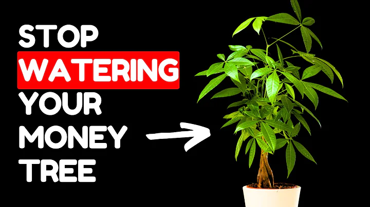 If I Only Knew These Money Tree Tips 5 Years Ago - DayDayNews