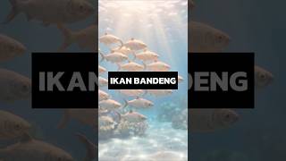 10 Hal yang Harus Kamu Tahu Soal Ikan Bandeng