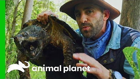 Animal Planet - YouTube