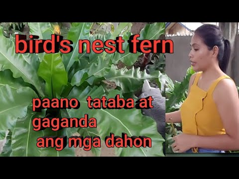 Video: Birda's Nest Fern Plant: Paano Pangalagaan ang Birda's Nest Fern