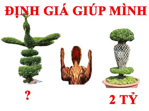 Video CÂY MAI CHIẾU THỦY UỐN HÌNH CHIM CÔNG- MAI CHIẾU THỦY... - youtube