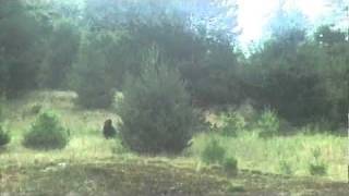 Bigfoot Sighting in the Adirondacks ENHANCED VERSION Bigfoot, Sasquatch, Yeti