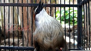 Burung Kaso -  kaso Gacor Buka Sayap l Untuk Masteran Dan Pancing Bunyi...