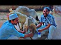 live Bakri ka dudh nikala ja raha hai