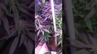 update indoor