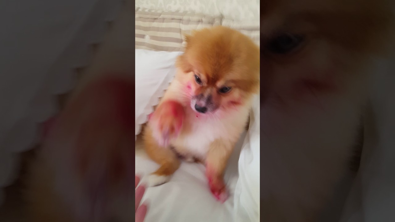 CACHORRO SPITZ COME BATOM DA MÃE
