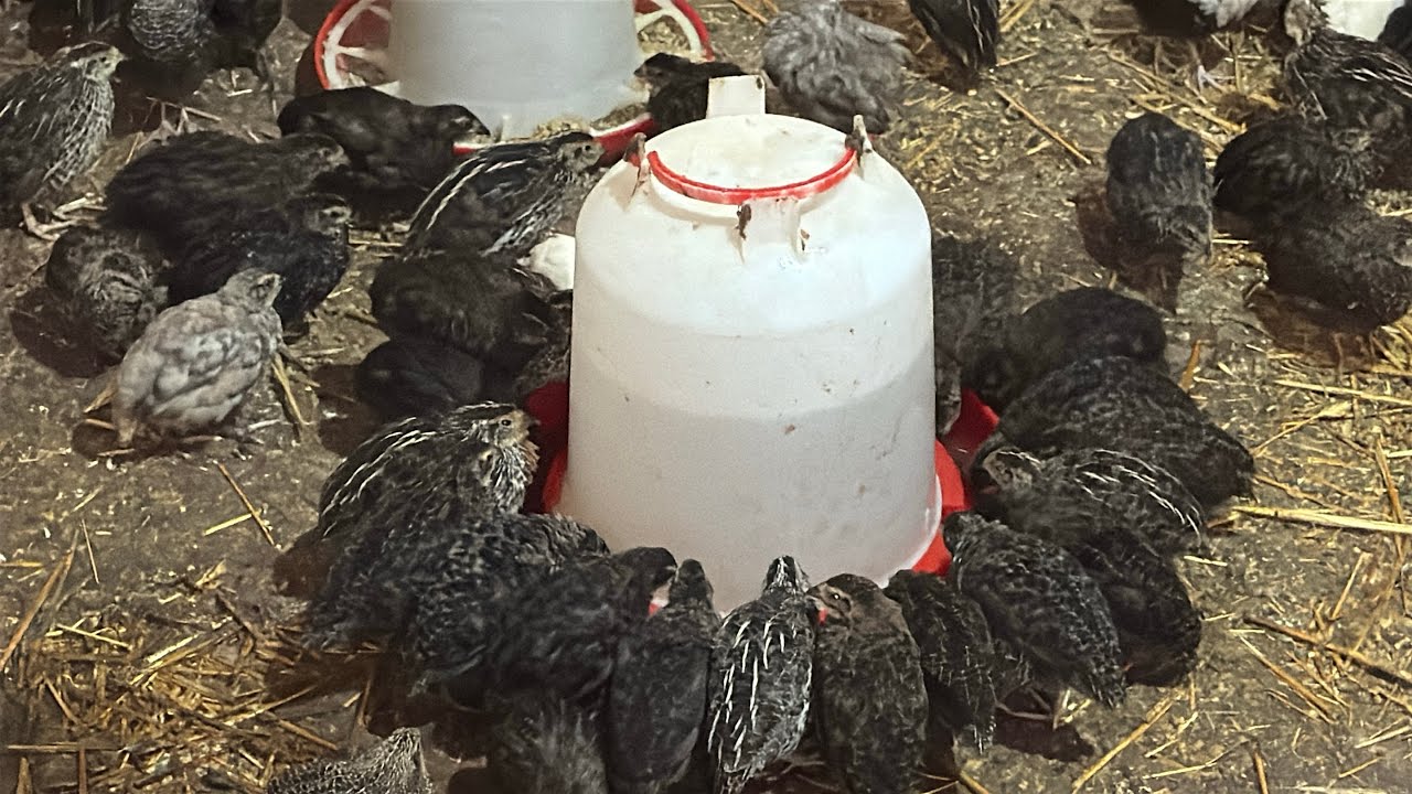 احسن وسيلة تربح الفلوس كثيرة ومكان صغير ورأس مال قليل