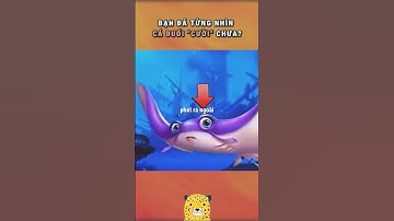 Bạn Đã Từng Thấy Cá Đuối Cười Chưa?