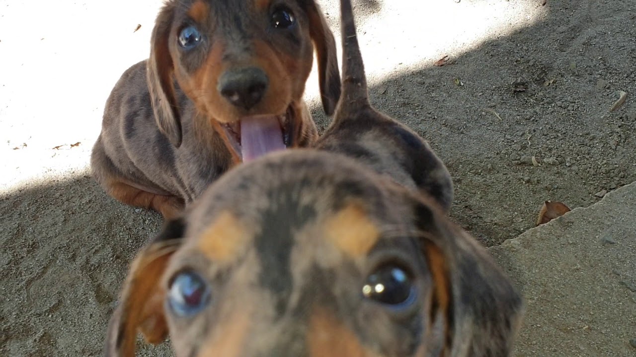 blue eyed dachshund