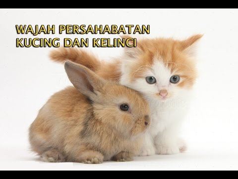 Wajah wajah lucu Kucing  dan  Kelinci  YouTube