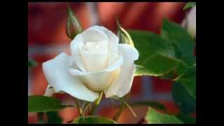 Celaleddin Ada Bülbül (www.ummetinyolu.com).flv MEHMET KARADUMAN