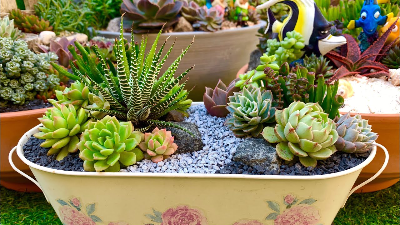 Re-Arranging a year old Succulent Arrangement