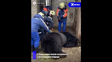 В Подмосковье спасатели освободили застрявшего в автопокрышке медведя