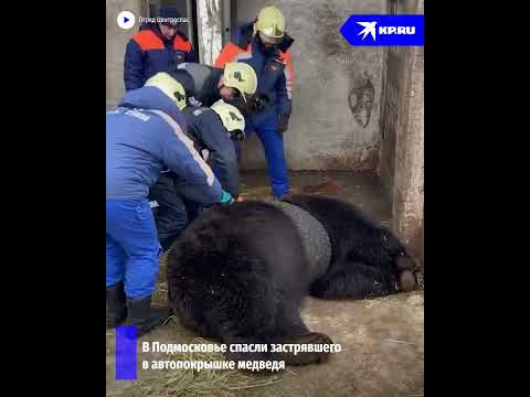 В Подмосковье спасатели