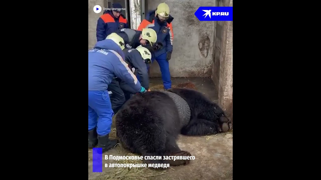 В Подмосковье спасатели освободили застрявшего в автопокрышке медведя