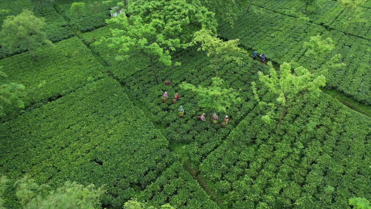 HATIPOTI TEA YouTube