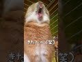 狙っていた大あくびをやっと披露してくれたうさぎさん #うさぎ #bunny #rabbit