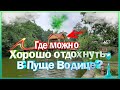 Пуща Водица - самое прекрасное место для отдыха в Киеве! Обзор и взгляд со стороны