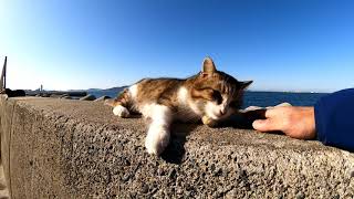 【今週のボツ動画】短い野良猫動画まとめ公開【冬だけどちょい暖かい一週間でした】