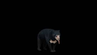 Sun Bear - Superhive (formerly Blender Market)