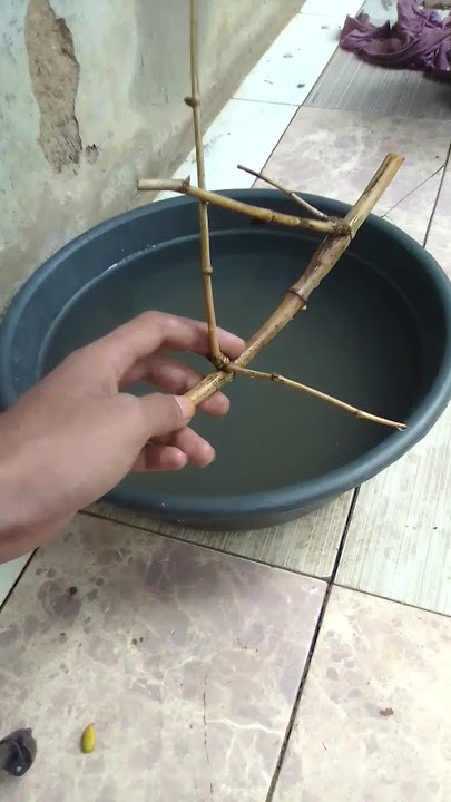 perhatikan tes bambu petuk asli ! #shorts