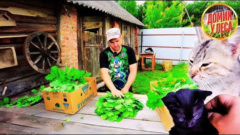НОВЫЕ ЖИТЕЛИ В ДОМИКЕ У ЛЕСА | Жизнь в белорусской глуши